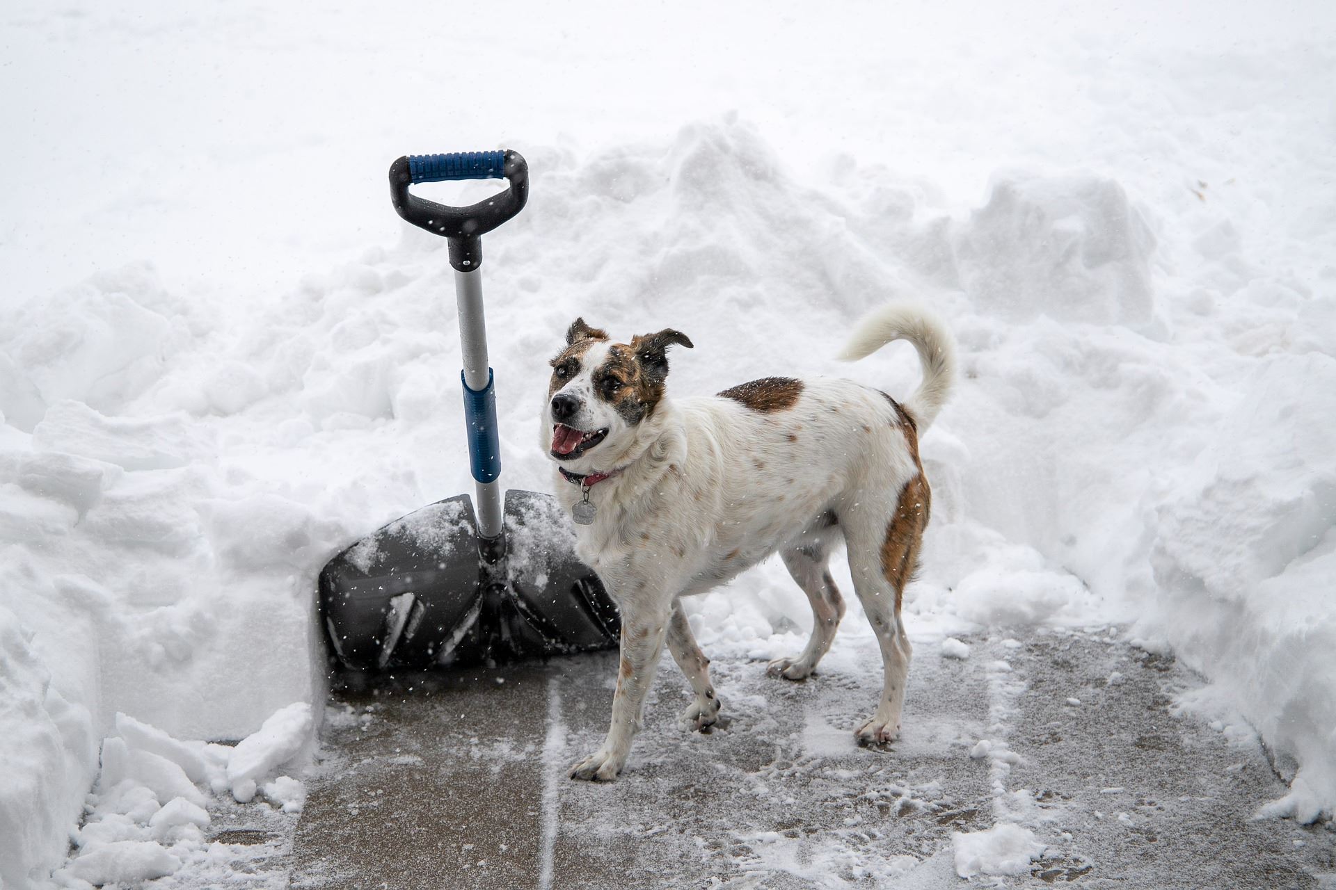 snow with shovel and dog