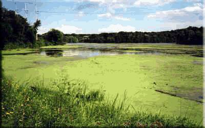 Eutrophication - area overfull of fertilizers